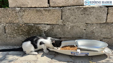 Küçük dostlar için büyük duyarlılık