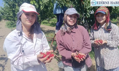 'Çeribaşı' kirazının hasadına başlandı