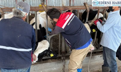 Hayvan çiftliklerinde kontroller sürüyor