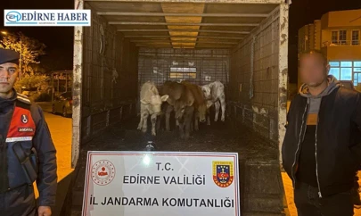 Hayvan hırsızları jandarma'dan kaçamadı