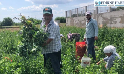 Karaağaç'ta yerli bezelye hasadı başladı