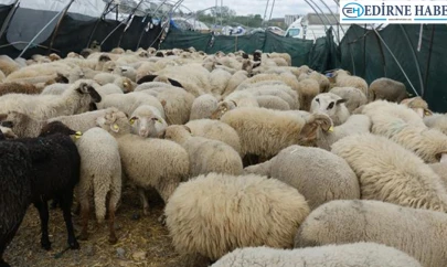 Yumaklı: 'Yetiştiricilerimizin emekleri bizim için çok önemli'