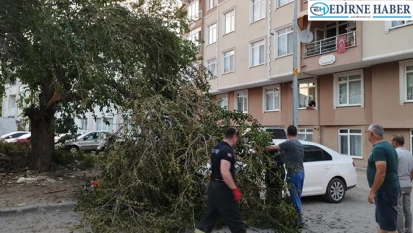 Ağaç dalları park halindeki otomobilin üzerine devrildi