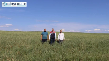 Buğday verimi için süneyle mücadele başladı