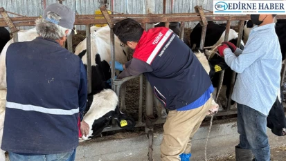 Hayvan çiftliklerinde kontroller sürüyor
