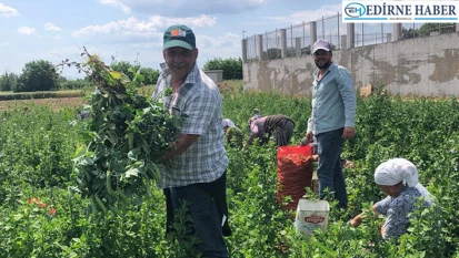 Karaağaç'ta yerli bezelye hasadı başladı
