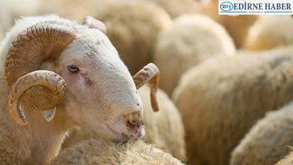 Kurban kesim elemanı kursu kayıtları başladı