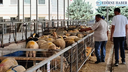 Kurbanlıklar alıcısını bekliyor, besicilerin umudu son günlerde