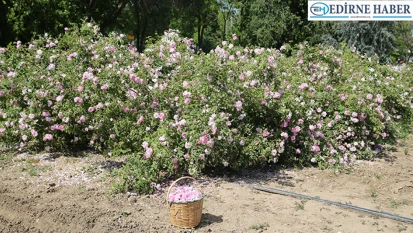 Pembe renkli Edirne gülü, ekonomik ve turistik değer haline getirilecek