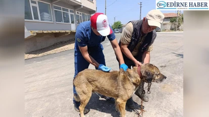 Sahipli hayvanlara mikroçip ve kuduz aşısı