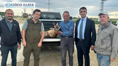 Su kanalına düşen karacayı çeltik işçileri kurtardı