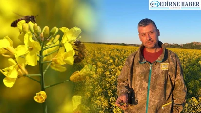 Trakya'nın altını Kanola balı Türkiye'nin gözdesi oluyor