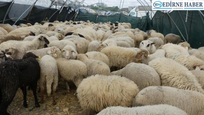 Yumaklı: 'Yetiştiricilerimizin emekleri bizim için çok önemli'