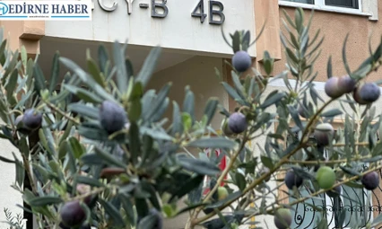 Edirne'de zeytin sürprizi