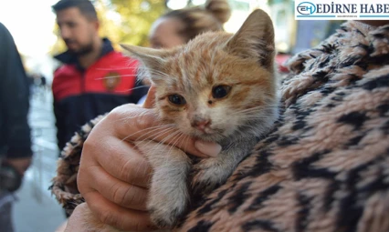 Mazgaldan düşen kedi yavrusu kurtarıldı