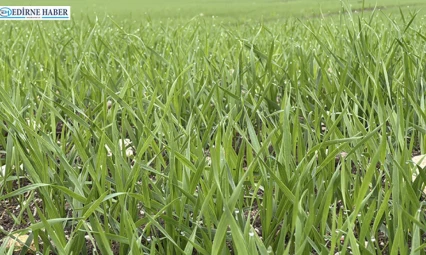 Üreticilerin buğday ekim mesasi hızlandı