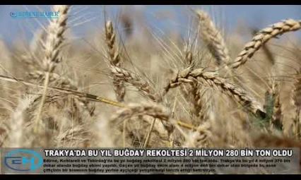 Bu yıl buğday rekoltesi 2 milyon 280 bin ton oldu