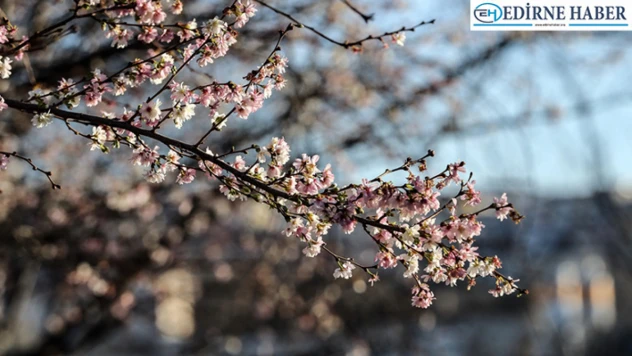 Baharın müjdeleyicisi ilk cemre düştü