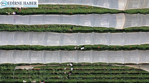 Bitkisel üretimde yeni dönem: 2025-2027 destekleri açıklandı