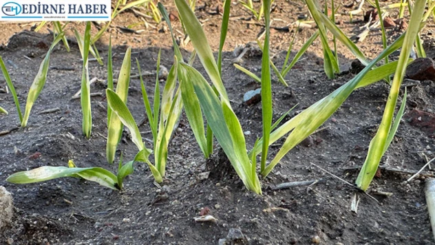 'Buğdaydaki sararmaların nedeni derine ekim'