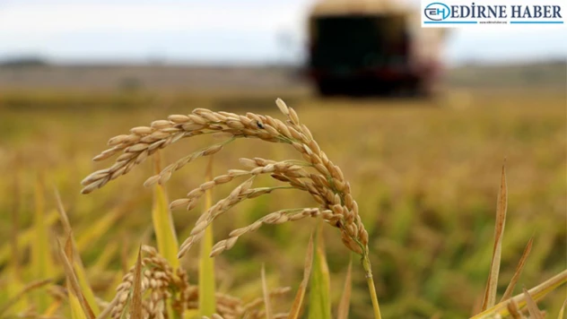 Çeltik ekim hazırlıkları sürüyor