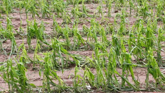 Çiftçiye güvence artıyor