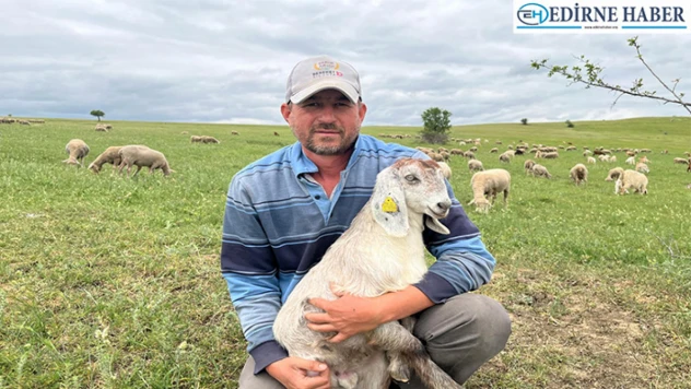 Edirne'de keçi yetiştiriciliği artıyor