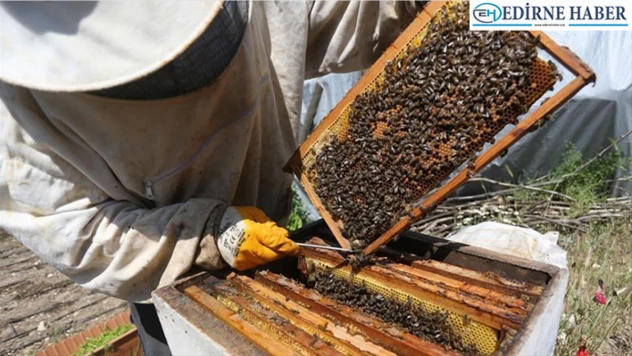 Güler, 'İklim değişikliği sadece kutupları değil, arıları da etkiliyor'