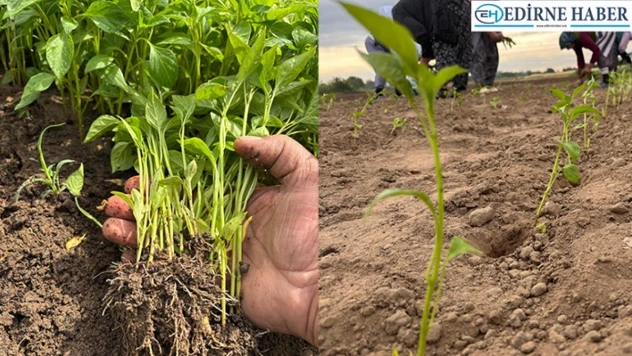 Karaağaç biberi tohumları toprakla buluştu