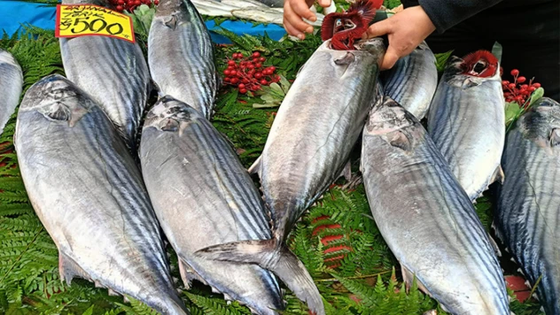 Marmara'da torik bereketi yüzleri güldürdü