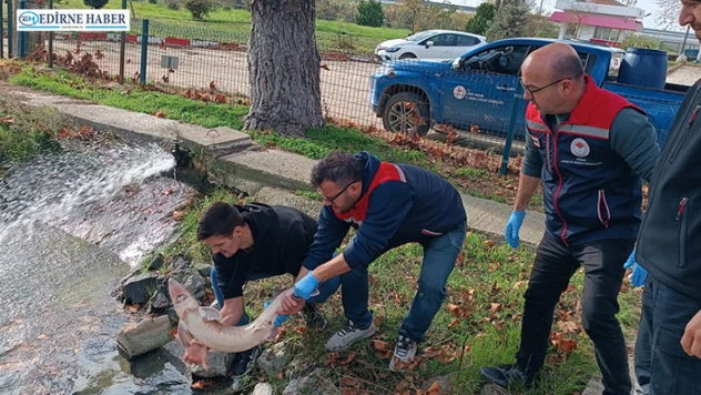 Nadide tür duyarlı balıkçı sayesinde koruma altına alındı