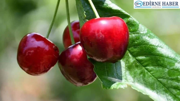 Tekirdağ, 4 ürün için daha coğrafi işaret başvurusunda bulundu