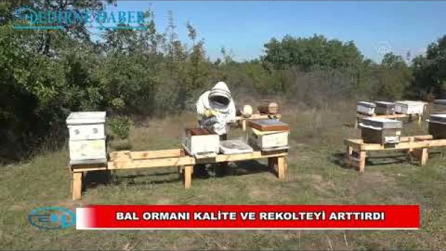 Bal ormanı kalite ve rekolteyi artırdı