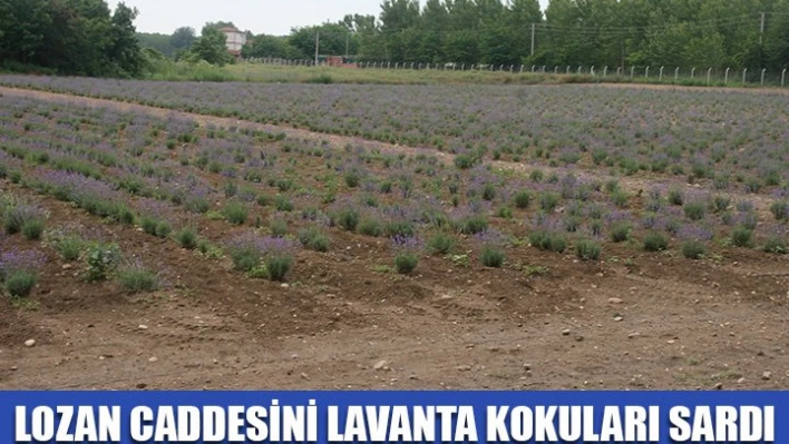 Caddeyi Lavanta kokuları sardı