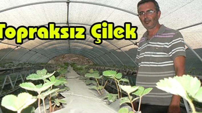 Topraksız Çilek
