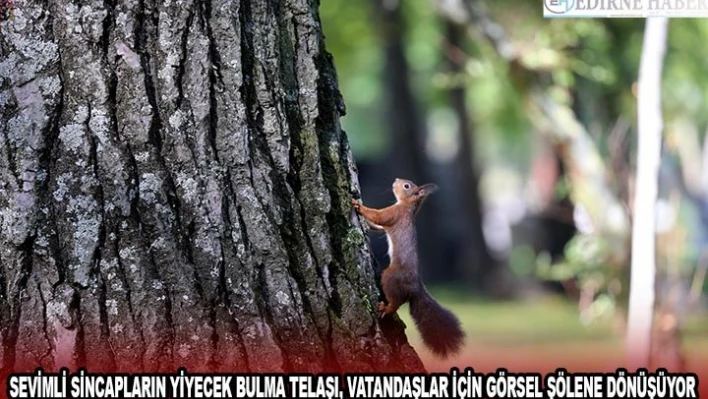Sevimli sincapların yiyecek bulma telaşı, vatandaşlar için görsel şölene dönüşüyor