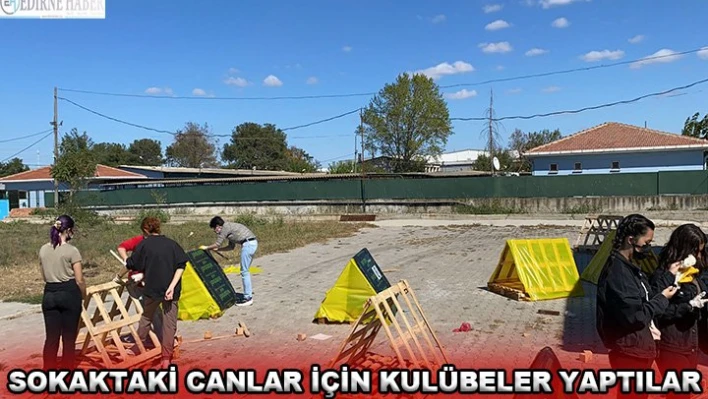 Sokaktaki canlar için kulübeler yaptılar