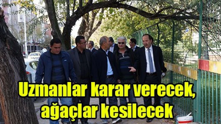 Uzmanlar karar verecek, ağaçlar kesilecek