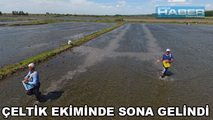 Çeltik ekiminde sona gelindi