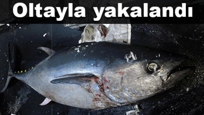 150 Kiloluk Orkinos