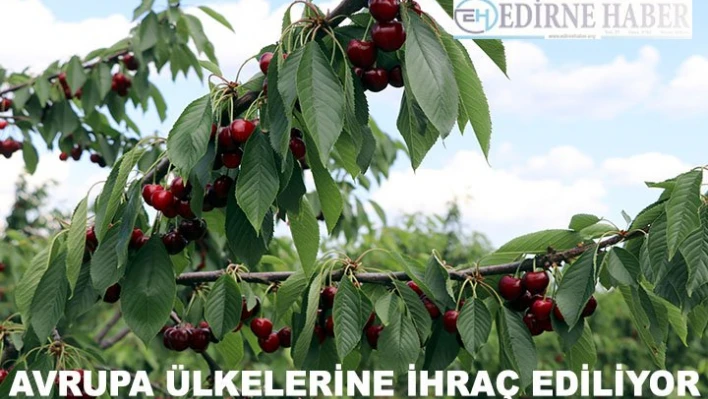 Avrupa'ya 'Çeribaşı' kirazı ihracatı
