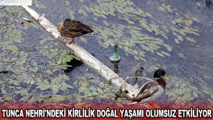 Tunca Nehri'ndeki kirlilik doğal yaşamı olumsuz etkiliyor