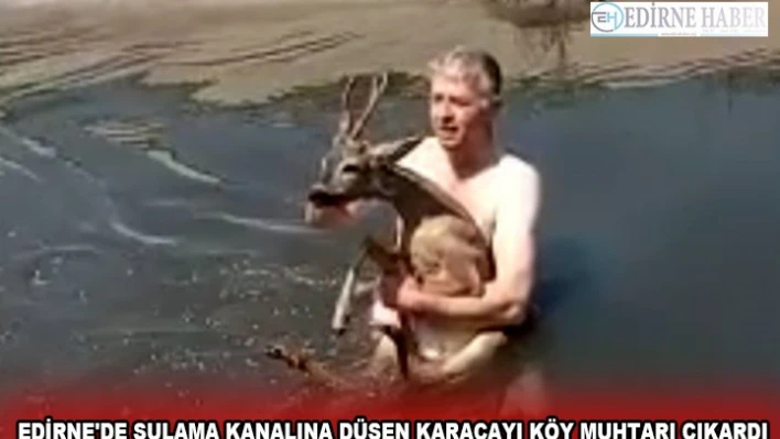 EDİRNE'DE SULAMA KANALINA DÜŞEN KARACAYI KÖY MUHTARI ÇIKARDI