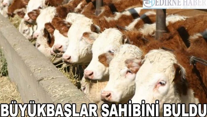 Büyükbaşlar sahibini buldu