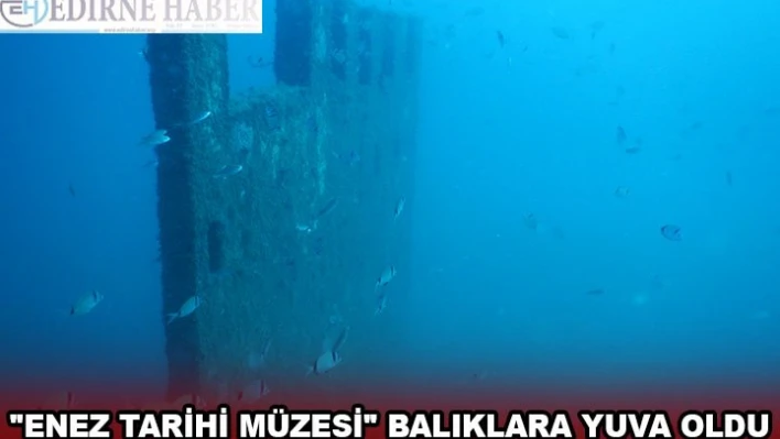 Saros Körfezi'nde su altında oluşturulan 'Enez Tarihi Müzesi' balıklara yuva oldu