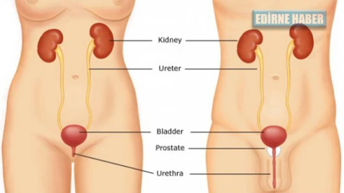 İdrar Yolu Enfeksiyonunu Önleyebilirsiniz!