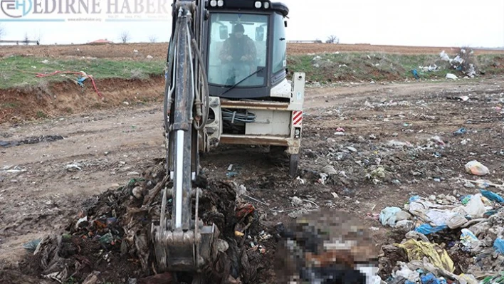 Çöplükte yakılmış kedi, köpek cesetleri bulundu