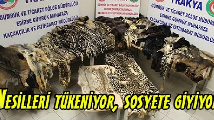 Nesilleri tükeniyor, sosyete giyiyor