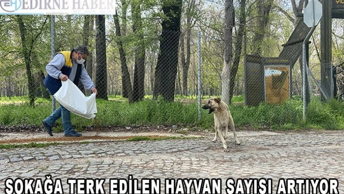 Edirne'de salgın sürecinde sokağa terk edilen hayvan sayısı artıyor