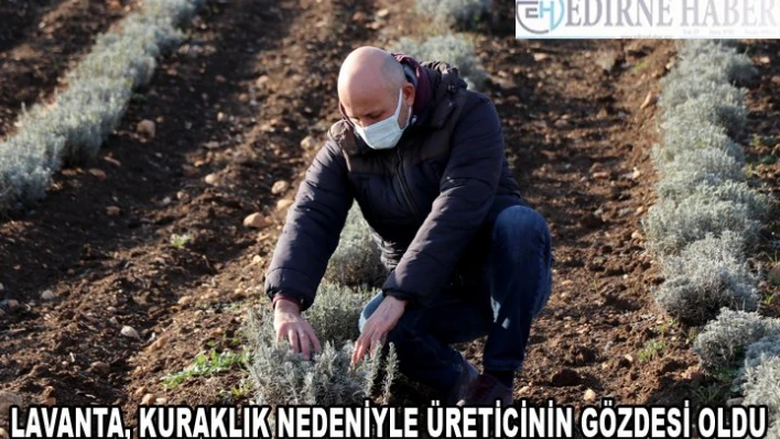 Lavanta, kuraklık nedeniyle üreticinin gözdesi oldu